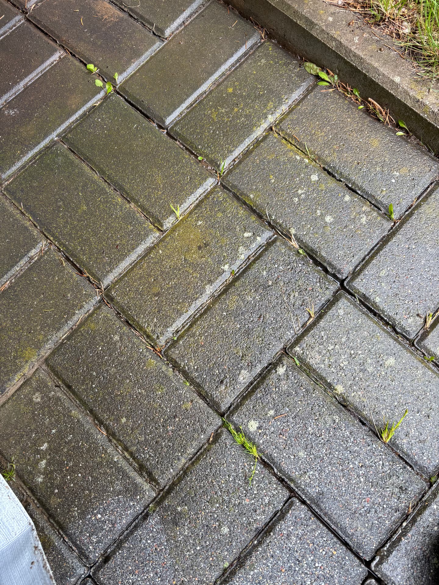 Zabrudzona kostka brukowa z nalotem glonów